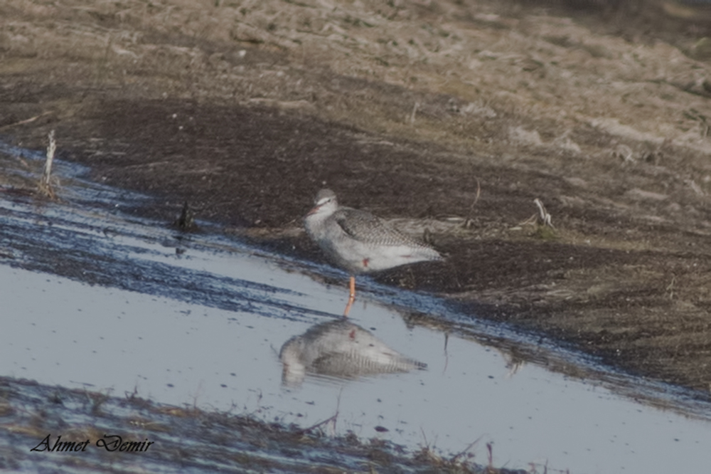 Spotted Redshank